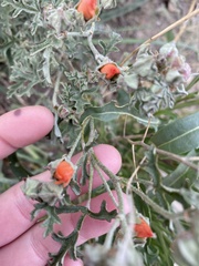 Sphaeralcea australis