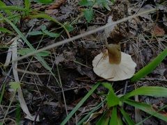 Tricholoma albobrunneum