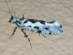 Ypsolopha sequella
