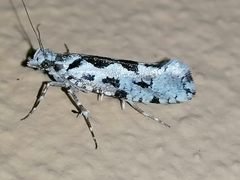 Ypsolopha sequella