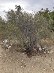 Ceanothus crassifolius
