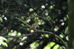 Hylocichla mustelina