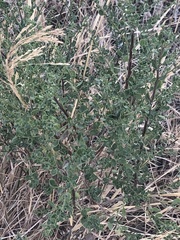 Gnorimoschema baccharisella