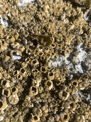Balanus glandula