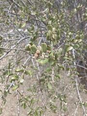Ceanothus crassifolius