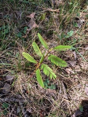 Chamaecrista nictitans