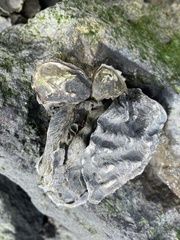 Ostreidae