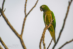 Eupsittula nana