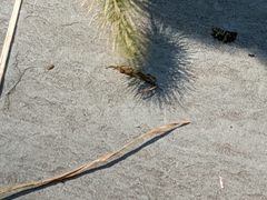 Eunemobius carolinus