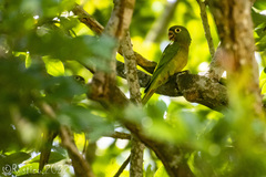 Eupsittula nana