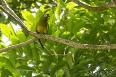 Eupsittula nana