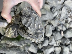 Ostreidae