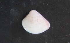 Anomalocardia flexuosa