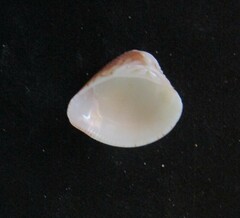 Anomalocardia flexuosa