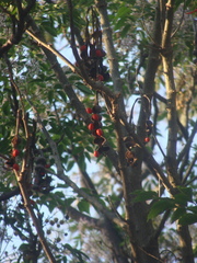 Erythrina folkersii