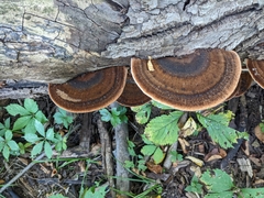 Ischnoderma resinosum