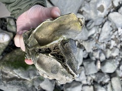 Ostreidae