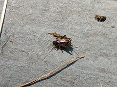 Eunemobius carolinus