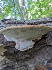 Ischnoderma resinosum