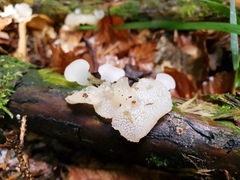 Pseudohydnum gelatinosum