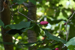 Magnolia