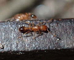 Tetramorium bicarinatum