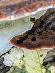 Ischnoderma resinosum