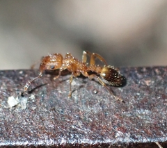 Tetramorium bicarinatum