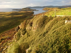 Cotoneaster horizontalis