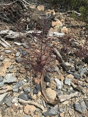 Cordylanthus tenuis brunneus