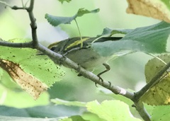 Vermivora chrysoptera