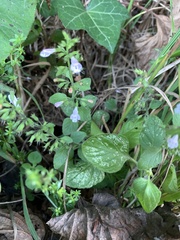 Clinopodium menthifolium ascendens