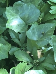 Lucilia coeruleiviridis