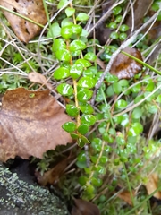 Gaultheria hispidula