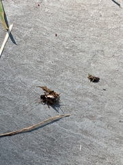 Eunemobius carolinus