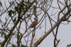 Emberiza