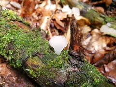Pseudohydnum gelatinosum