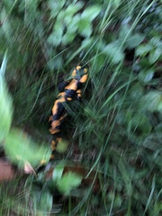 Salamandra salamandra