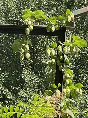 Humulus