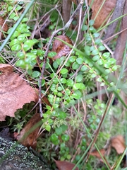 Gaultheria hispidula