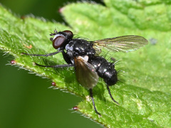 Phania funesta