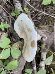 Lactifluus piperatus