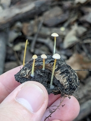 Mycena crocea