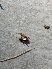 Eunemobius carolinus