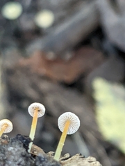 Mycena crocea