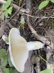 Lactifluus piperatus