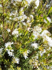 Agathosma