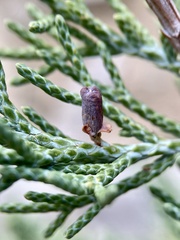 Walshomyia juniperina