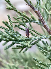 Walshomyia juniperina
