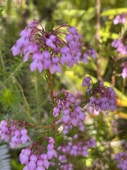 Erica cubica